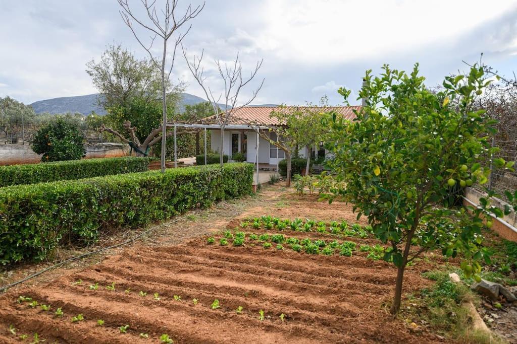 Farmbill Villa Markópoulon Екстериор снимка